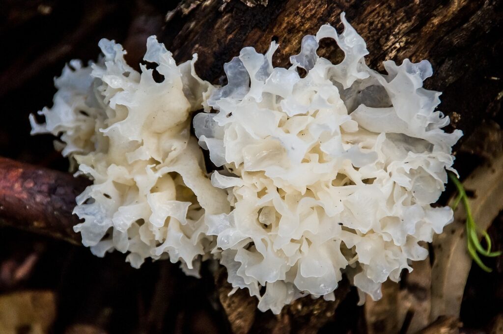 white-brain-jelly-fungus biosierra